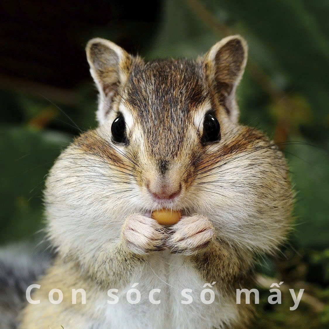 Con sóc số mấy theo từng trường hợp cụ thể