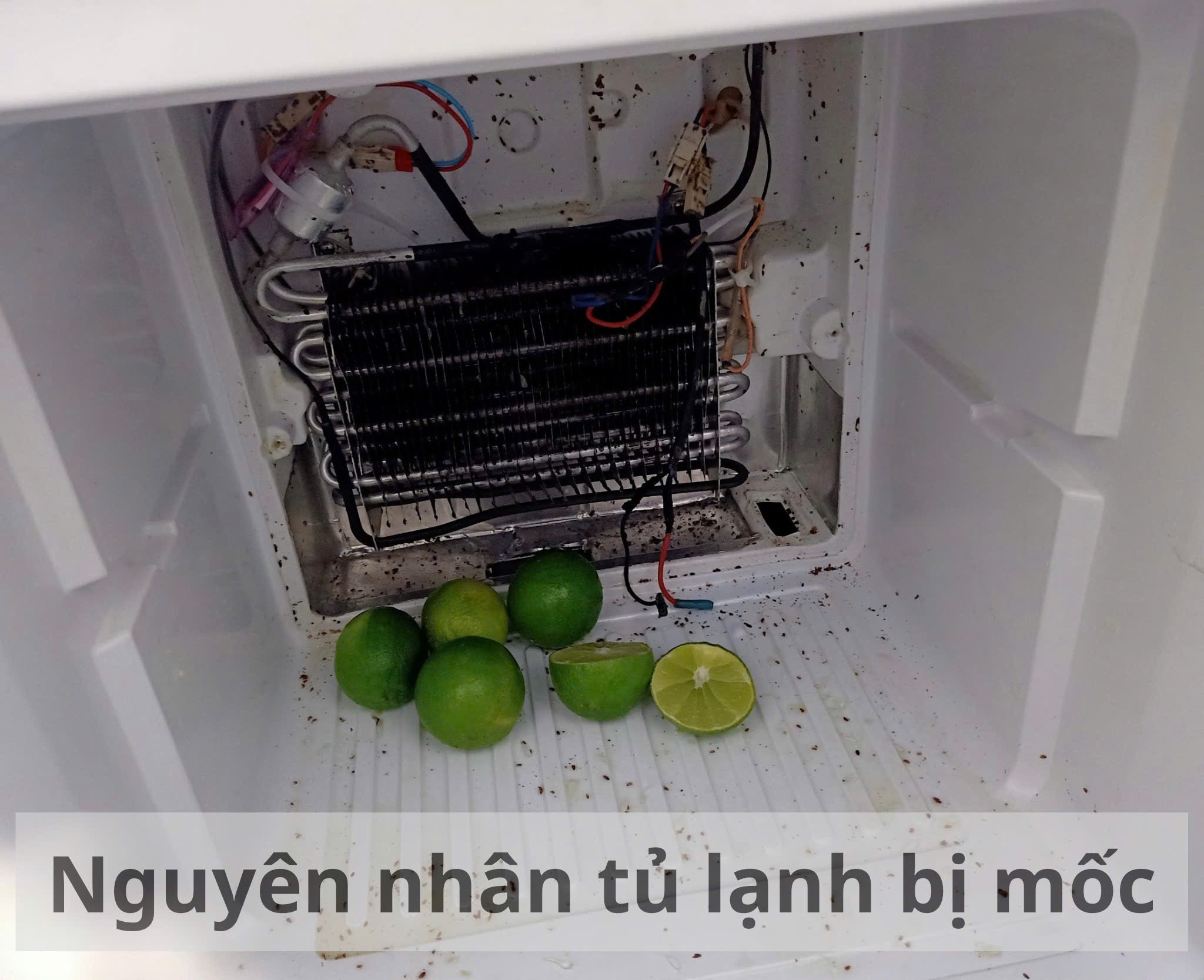 Nguyên nhân khiến tủ lạnh bị mốc