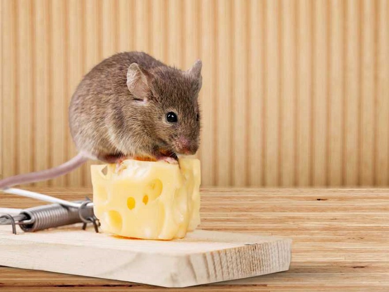 Ngủ mơ thấy con chuột là điềm báo lành hay dữ