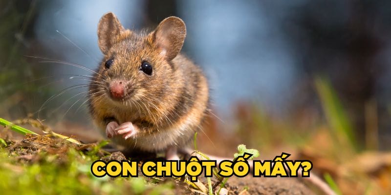 Ngủ mơ con chuột số mấy?