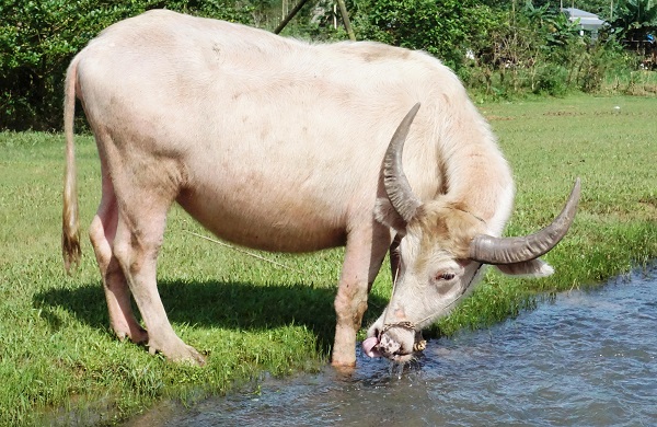 Giấc mơ trâu trắng mang đến sự thanh tịnh, an lành