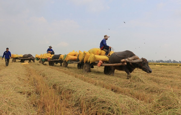 Mơ thấy trâu kéo xe báo hiệu bạn sắp gặp khó khăn