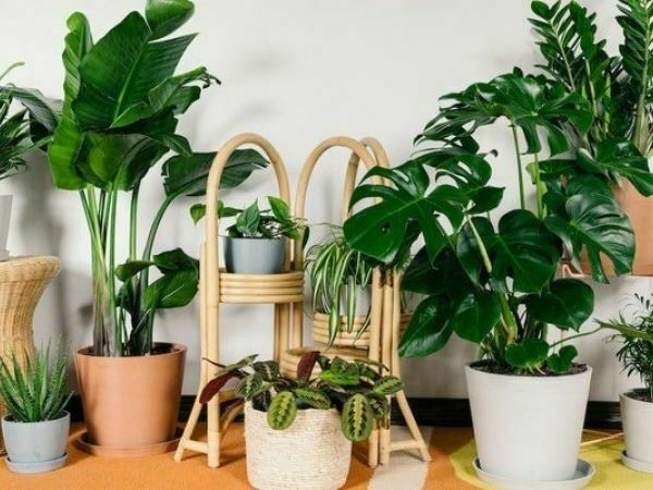 Cây cảnh Tết