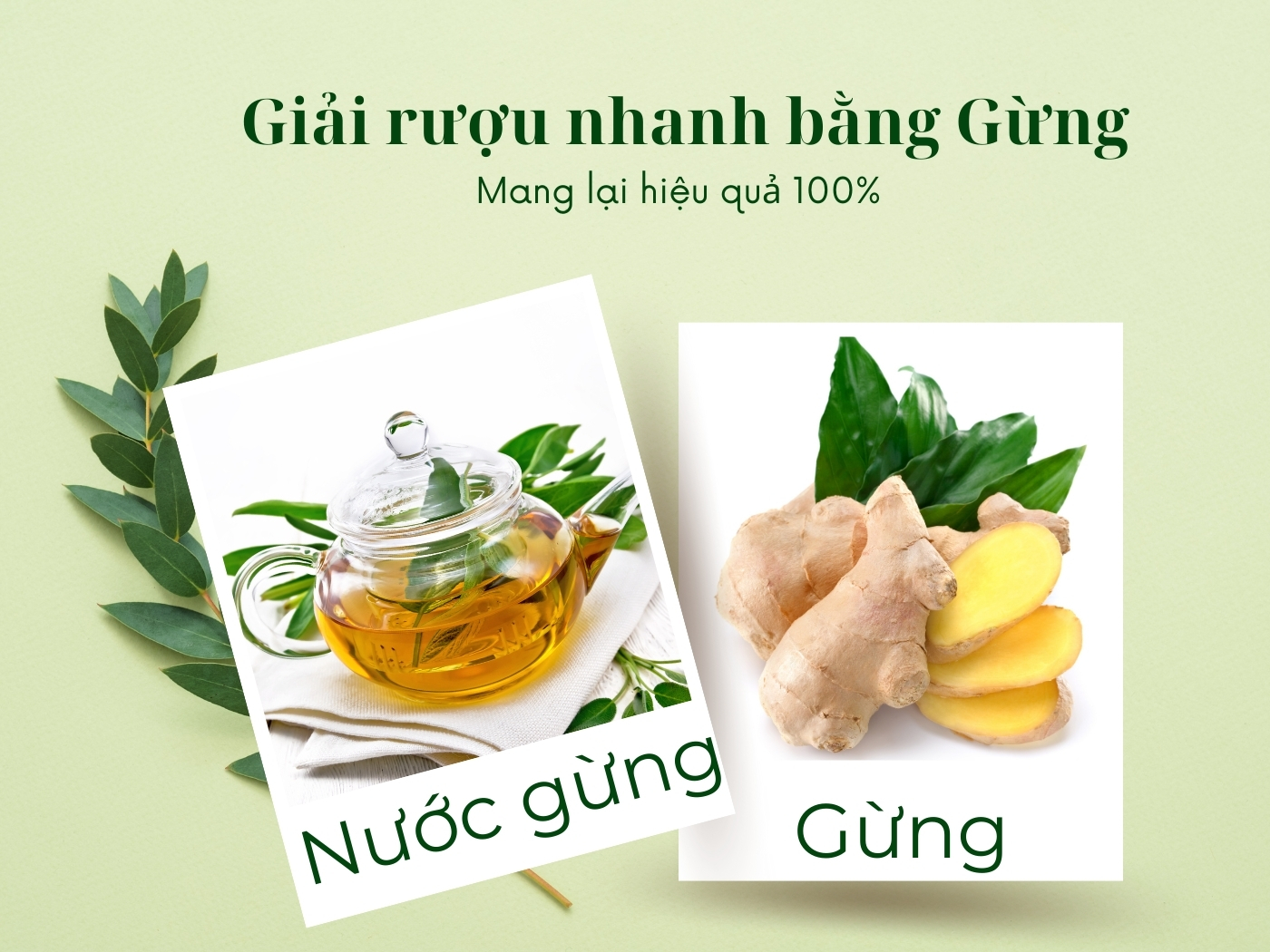 Sử dụng gừng để giải rượu 